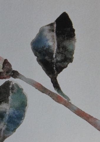 片岡鶴太郎、【椿】、希少な額装用画集より、美品、日本人画家