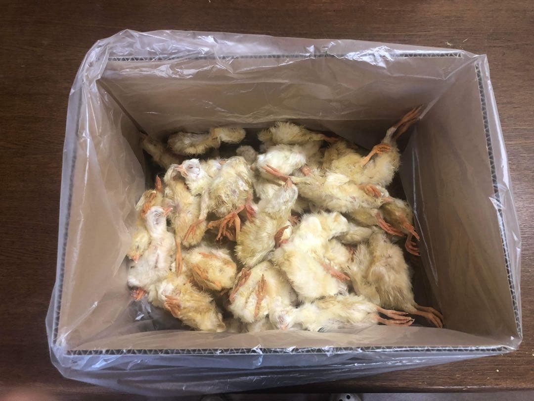 業界最安値‼️冷凍ヒヨコ600羽