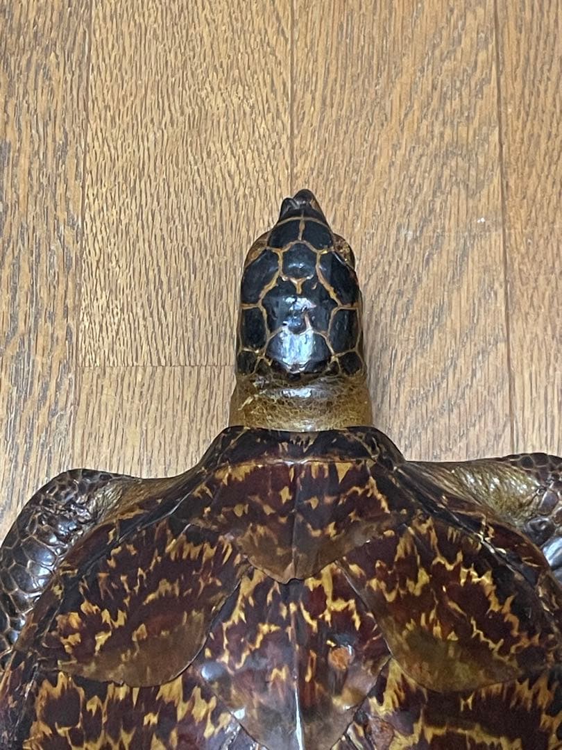 マギウス タイマイ　ウミガメ　剥製　中古品 国際希少野生動植物種登録票有り