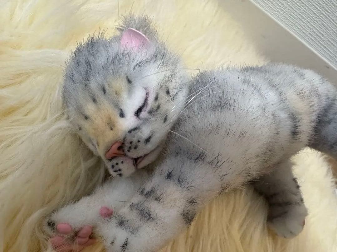 海外作家様作　アートドール　ネコの赤ちゃん