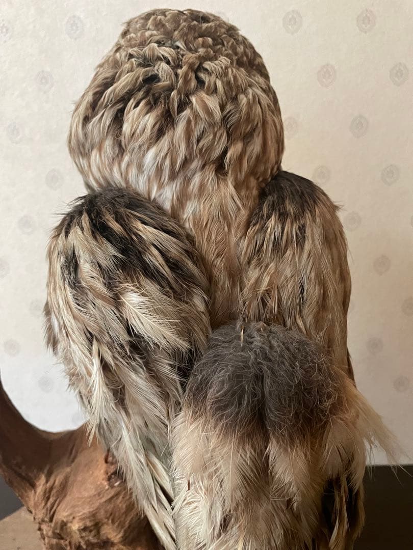 フクロウの剥製 木製台座付き
