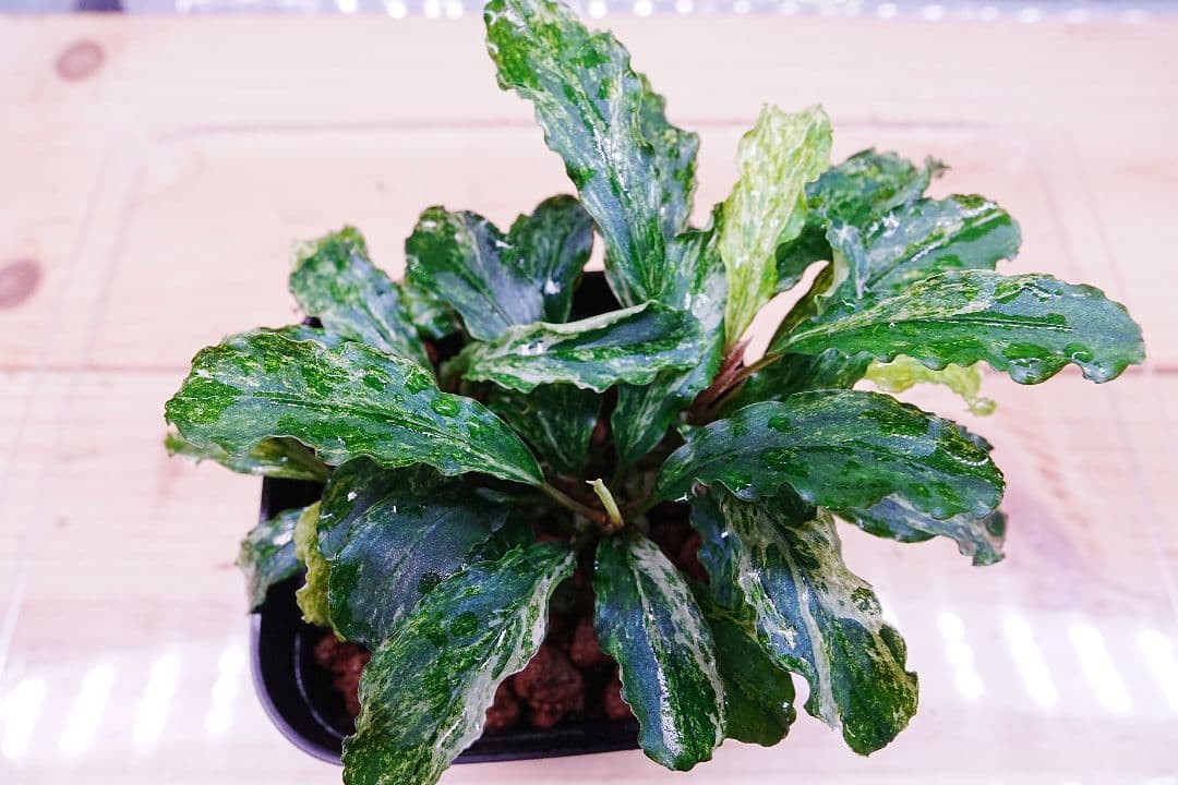 ブセファランドラsp. グリーンウェービー 斑入り バリエガータ　水上葉　無農薬