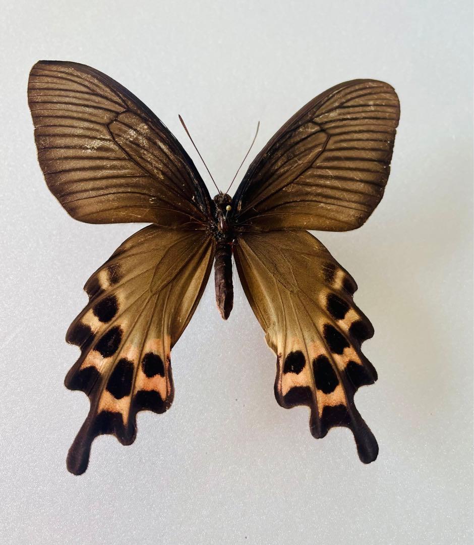 ラオスジャコ（1メス・ラオス）