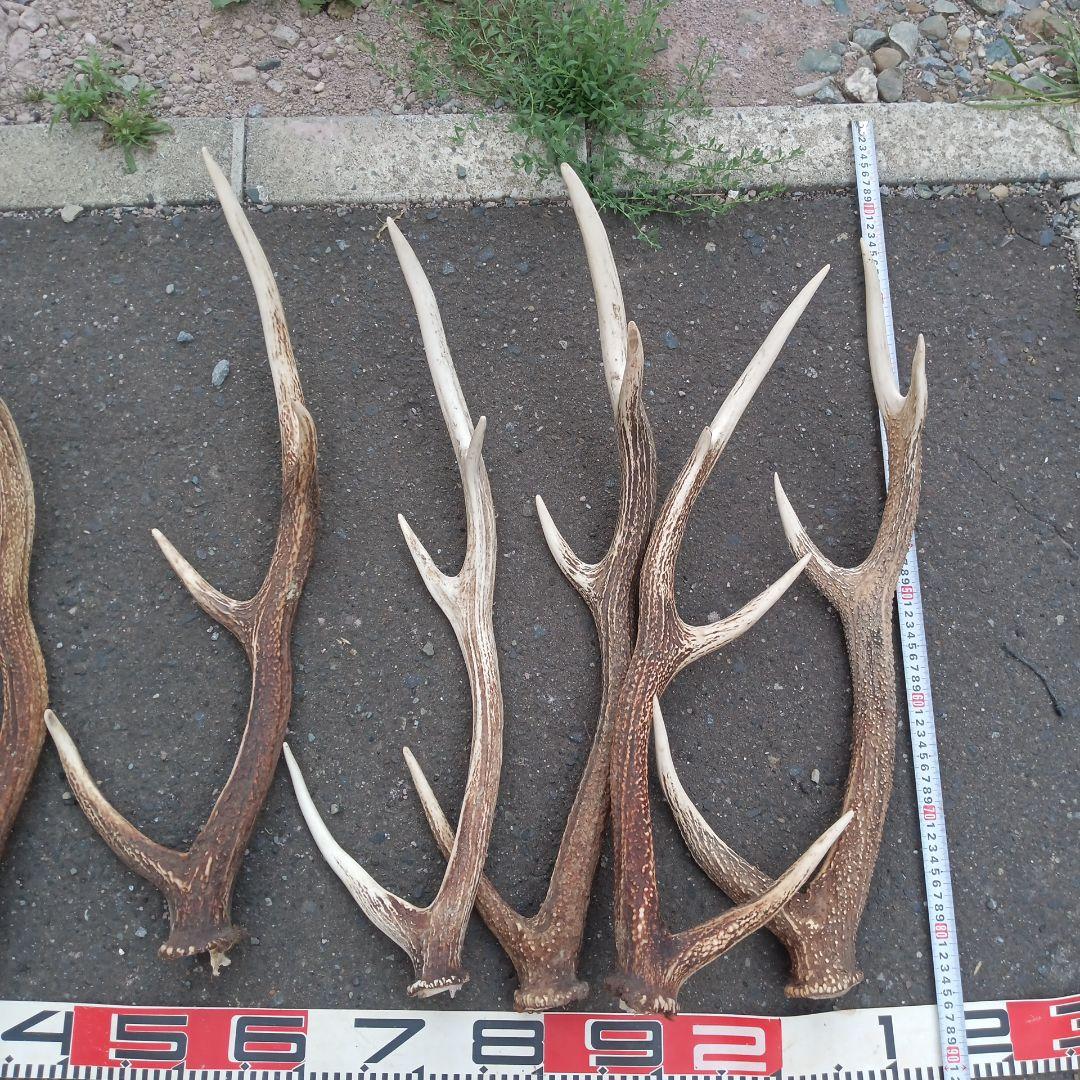 S*i様 天然蝦夷鹿の角　犬用おもちゃ 工芸品などに　５番