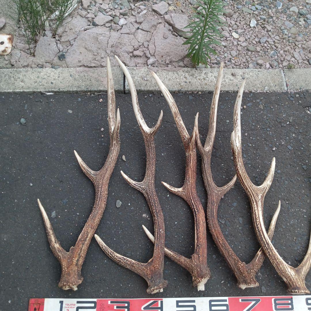 S*i様 天然蝦夷鹿の角　犬用おもちゃ 工芸品などに　５番