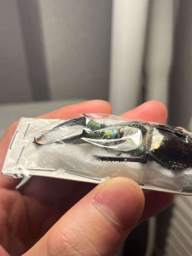 【顎BLUE】ギガンテウスシワバネクワガタ 昆虫標本 ニジイロクワガタ