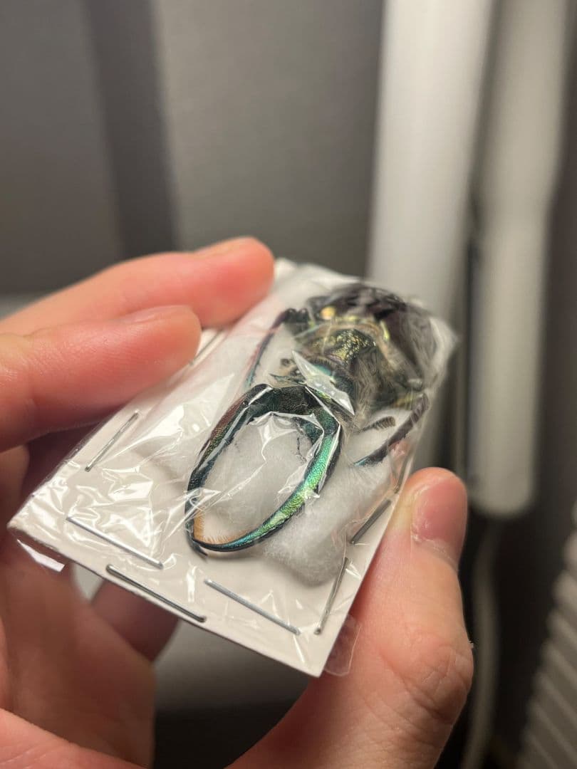 【顎BLUE】ギガンテウスシワバネクワガタ 昆虫標本 ニジイロクワガタ