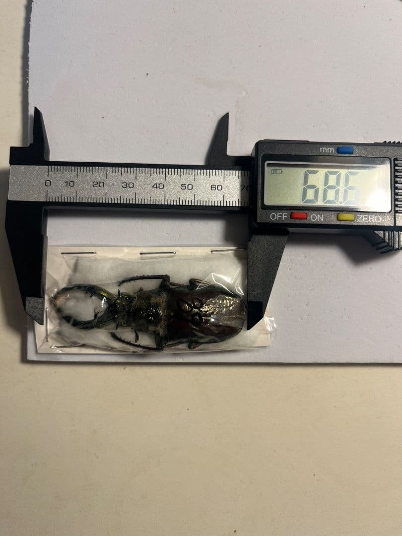 【顎BLUE】ギガンテウスシワバネクワガタ 昆虫標本 ニジイロクワガタ