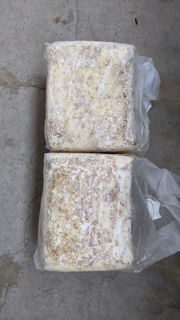 カワラ菌糸ブログ　9個