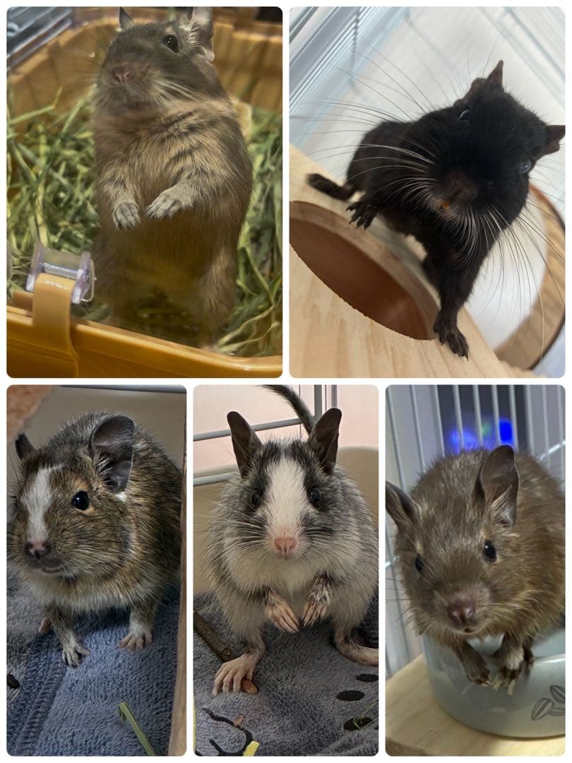 デグーズ 見本購入不可