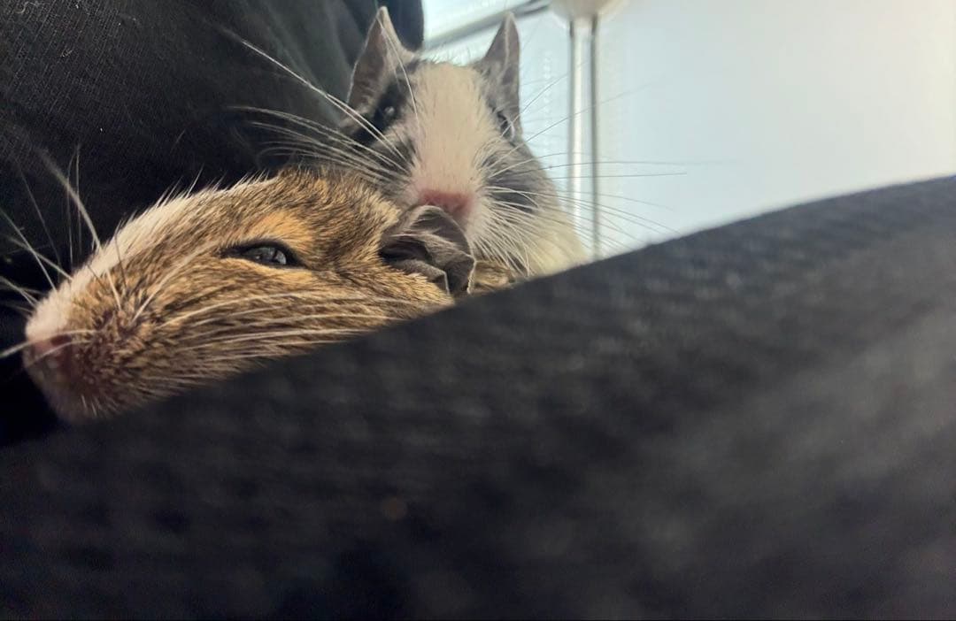 デグーズ 見本購入不可