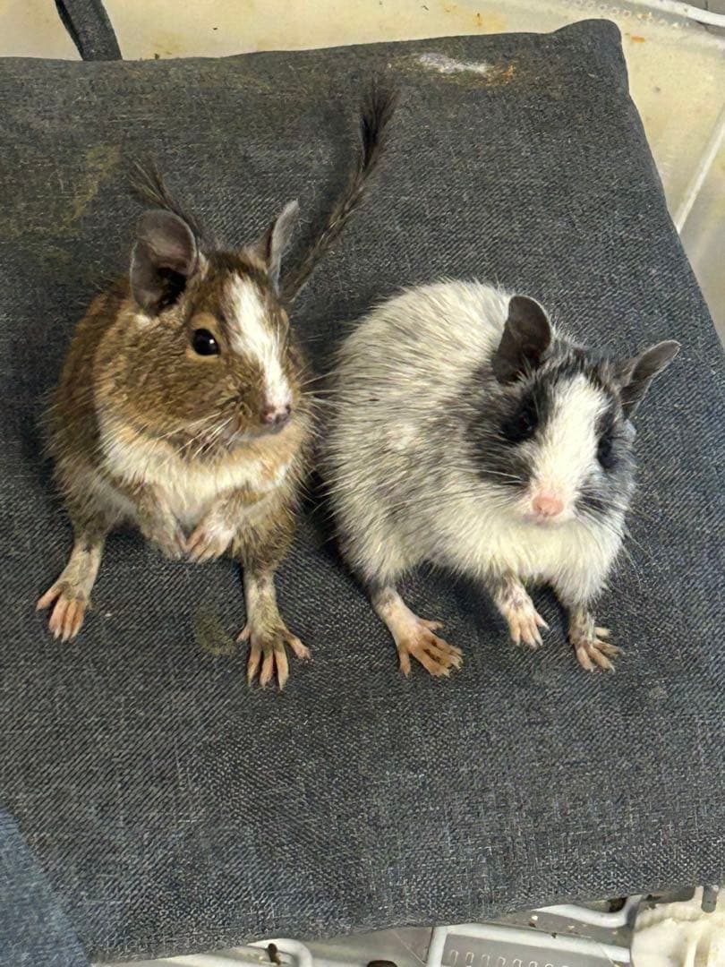 デグーズ 見本購入不可