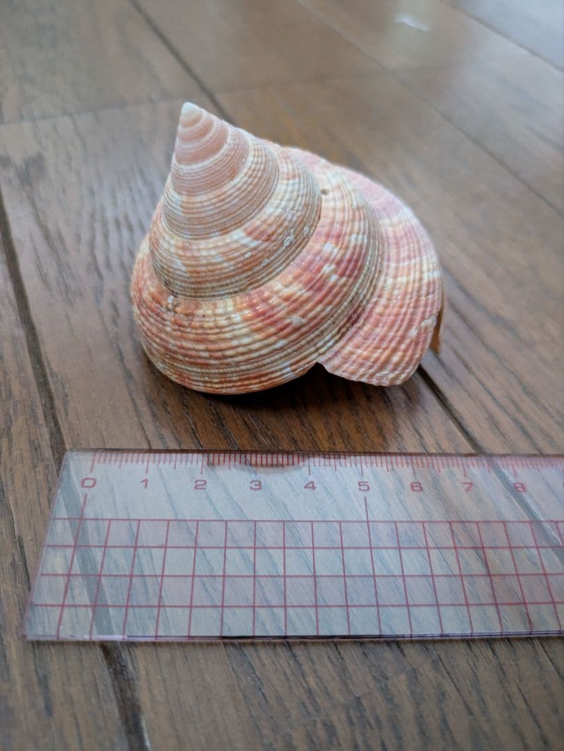 エビスガイ　オキナエビスガイ　貝殻