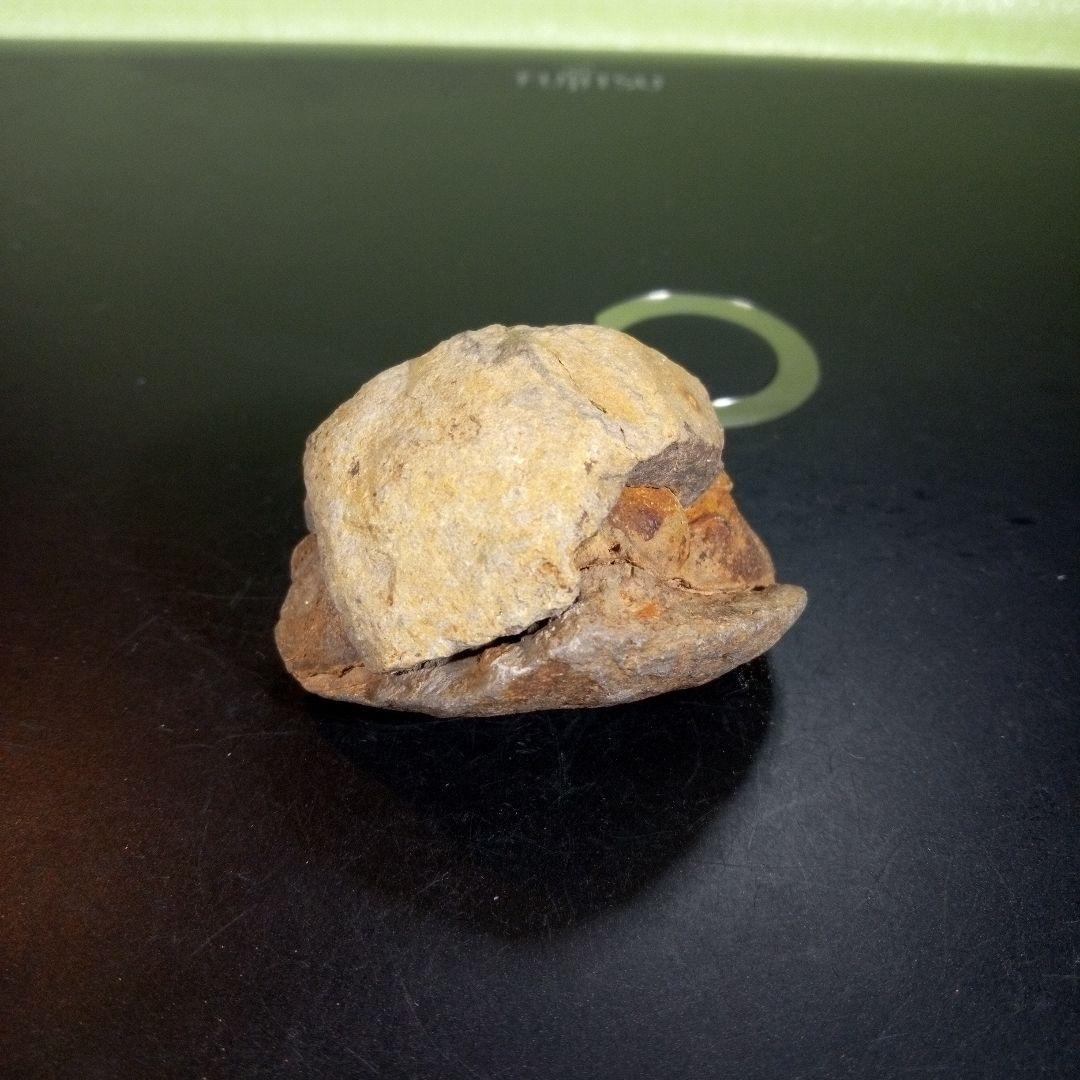 三葉虫　化石　fossil　海　ボリビア産　trilobite　ボリビア化石郡③