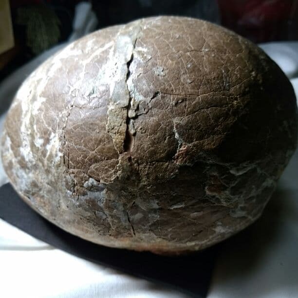 本物保証　恐竜ハドロサウルスの卵化石　絶品美肌の美品卵　極上カバー率　補修あり