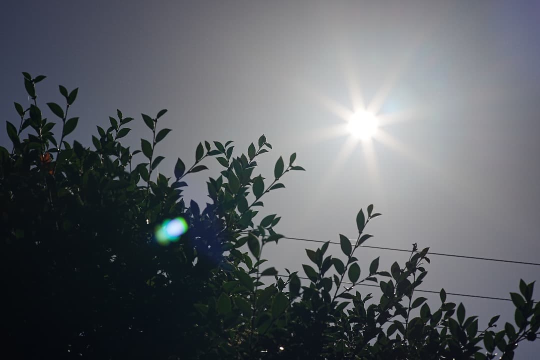 レンズ(単焦点) Carl Zeiss Planar 85mm F1.4 AEG 432