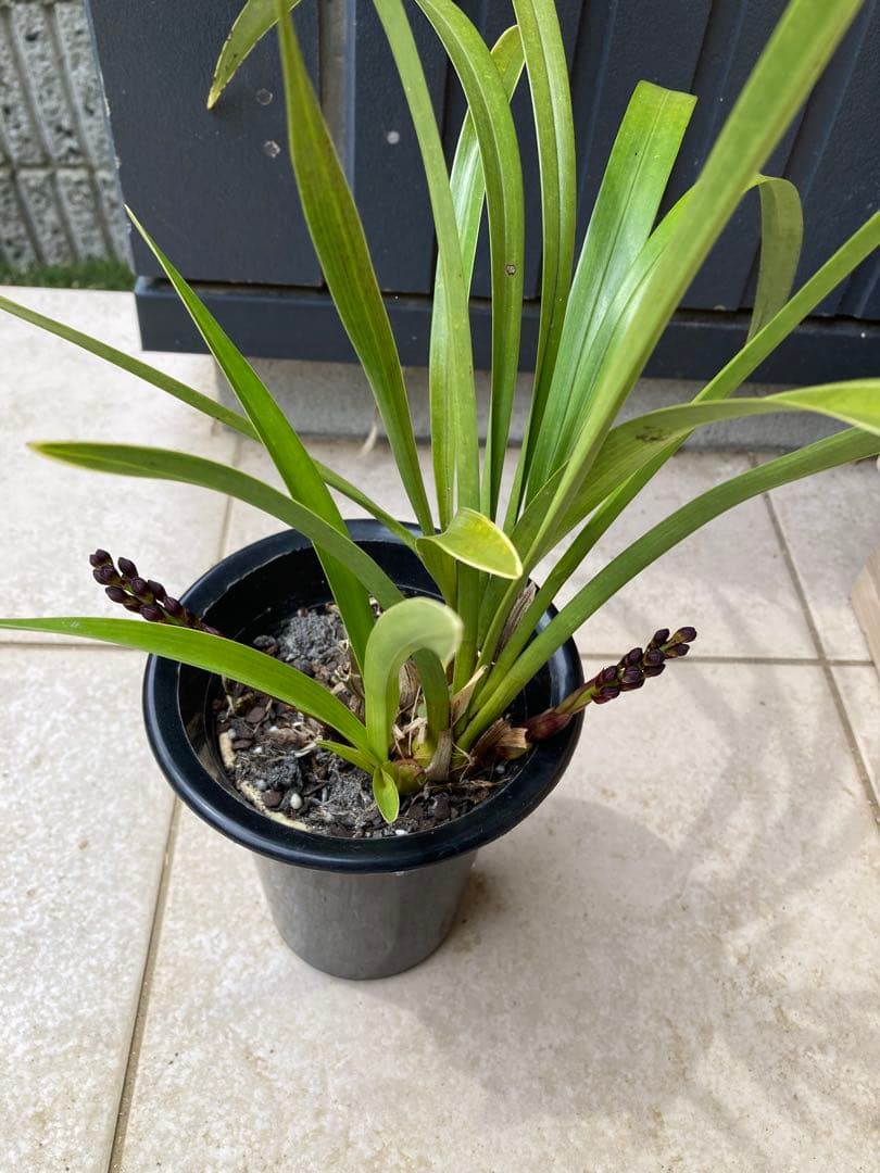 日本ミツバチ用巣箱　重箱式　キンリョウヘンおまけ