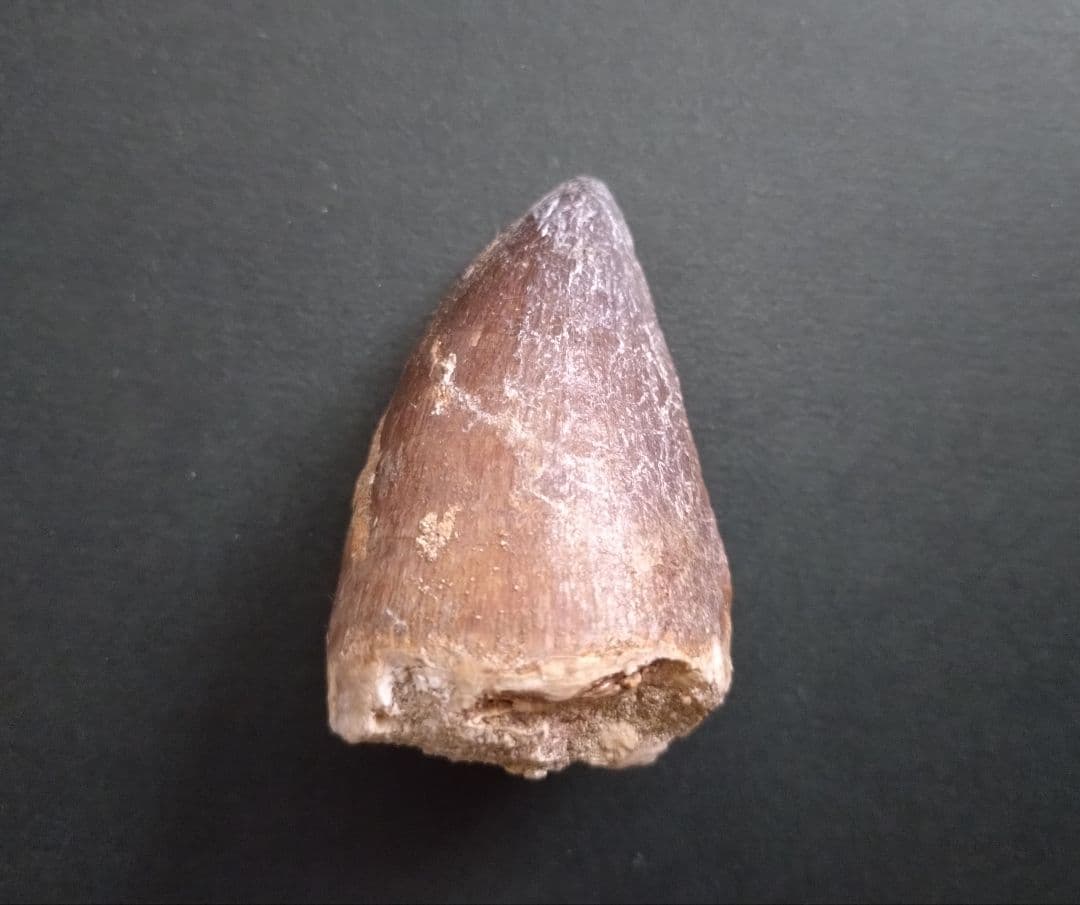 【本物美麗】恐竜の化石 モロッコ産モササウルス（プログナソドン）の歯