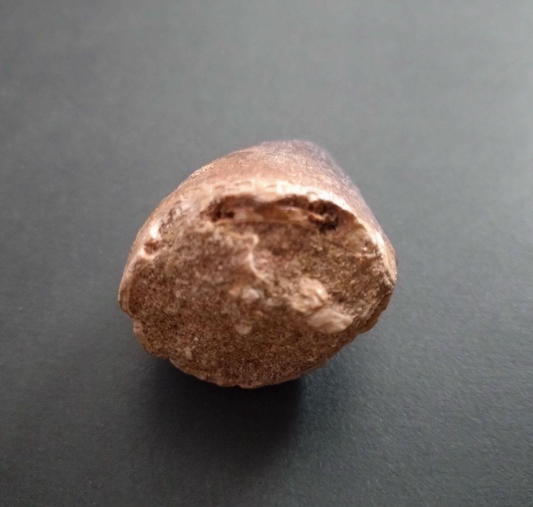 【本物美麗】恐竜の化石 モロッコ産モササウルス（プログナソドン）の歯