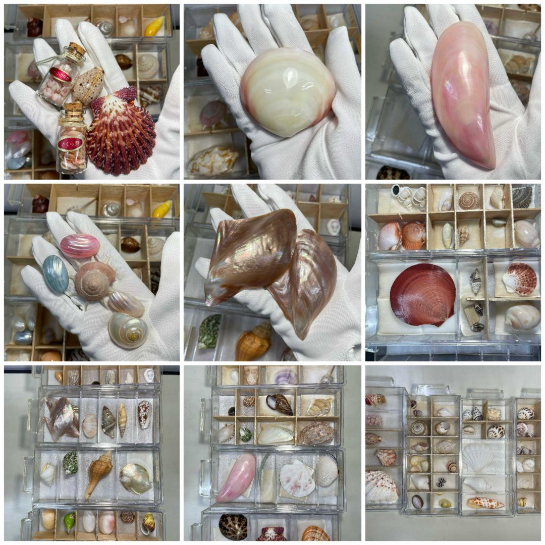 貝殻標本 貝殻 大量セット 海洋資料 研究材料