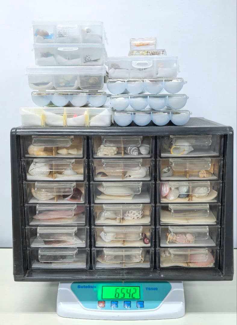 貝殻標本 貝殻 大量セット 海洋資料 研究材料