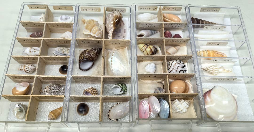 貝殻標本 貝殻 大量セット 海洋資料 研究材料