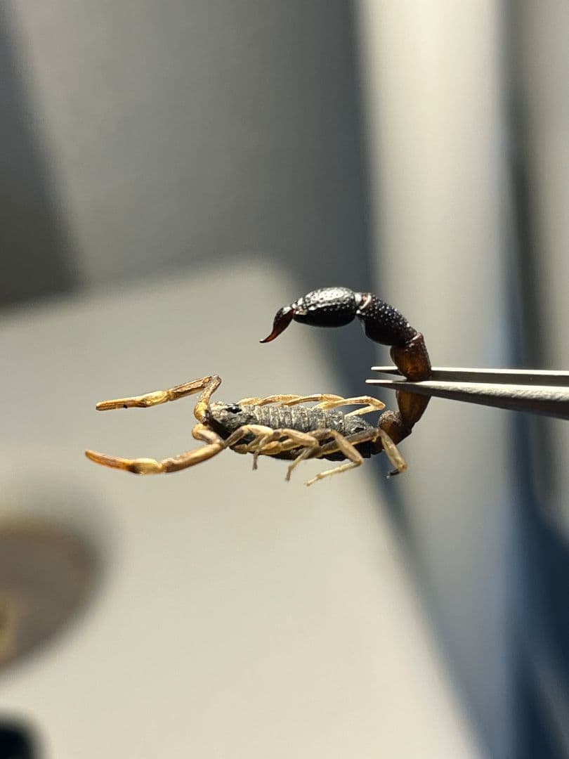 【噂ノ蠍】ピラーテイルスコーピオン サソリ キョクトウサソリ 標本　ムカデ
