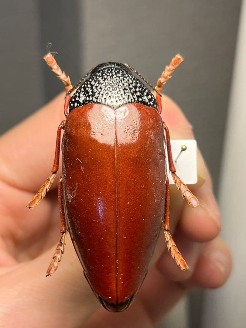 【49mm】チャイロフトタマムシ フトタマムシ スハンダエ プラチナコガネ 標本