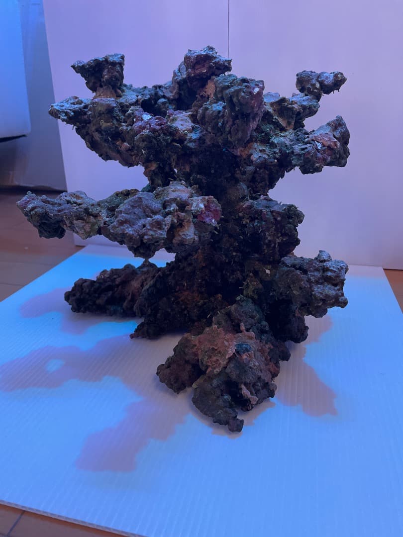 ライブロック　　マメデザイン