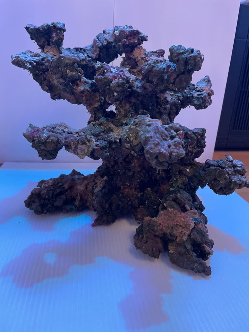 ライブロック　　マメデザイン