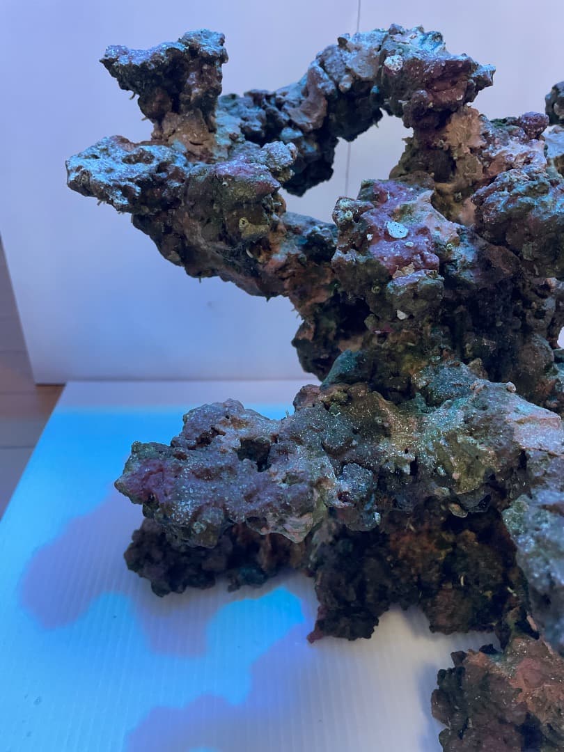 ライブロック　　マメデザイン