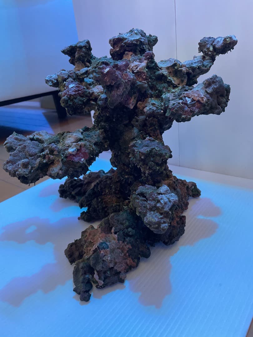 ライブロック　　マメデザイン