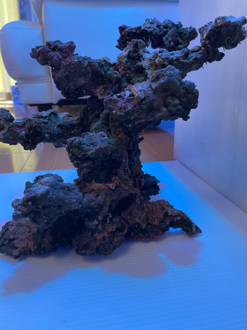 ライブロック　　マメデザイン