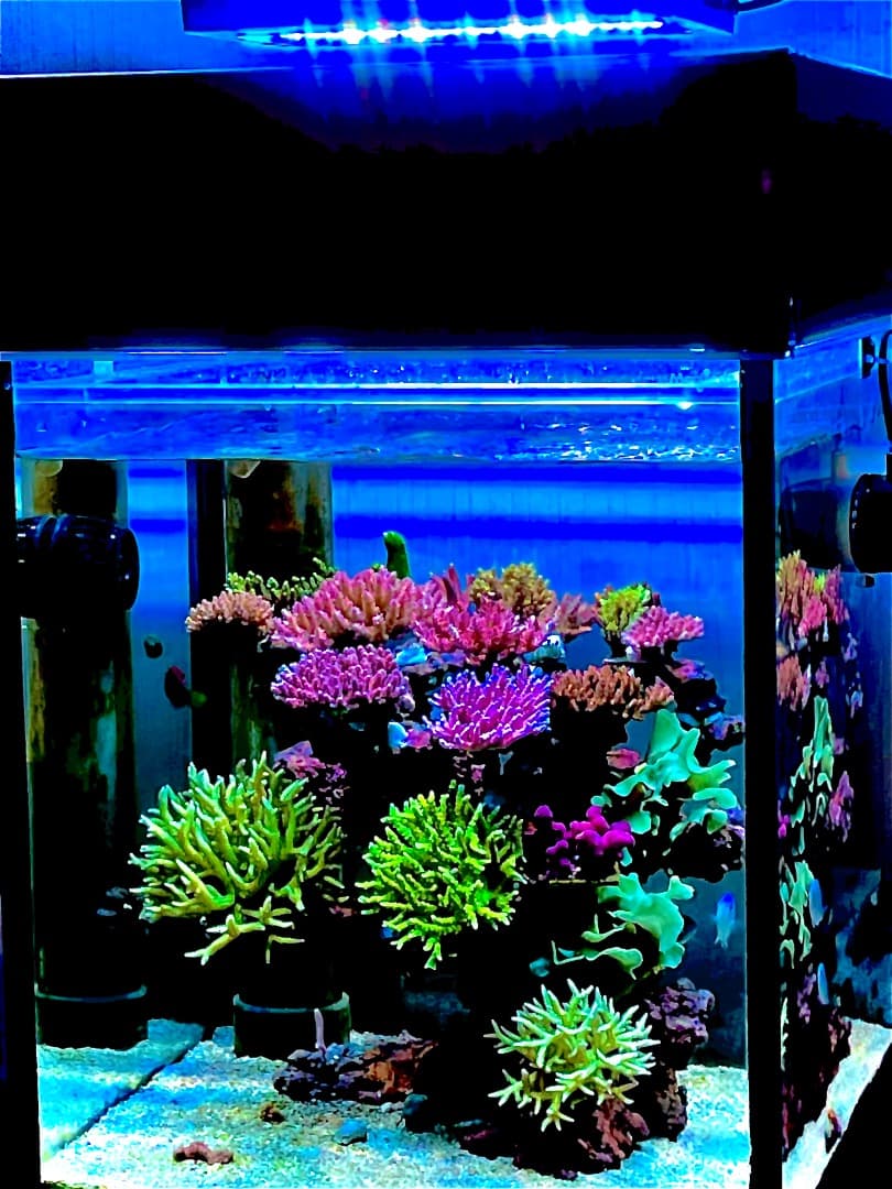 ライブロック　　マメデザイン