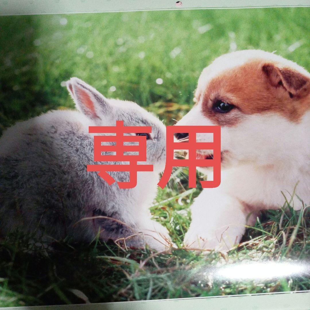 こちら専用です