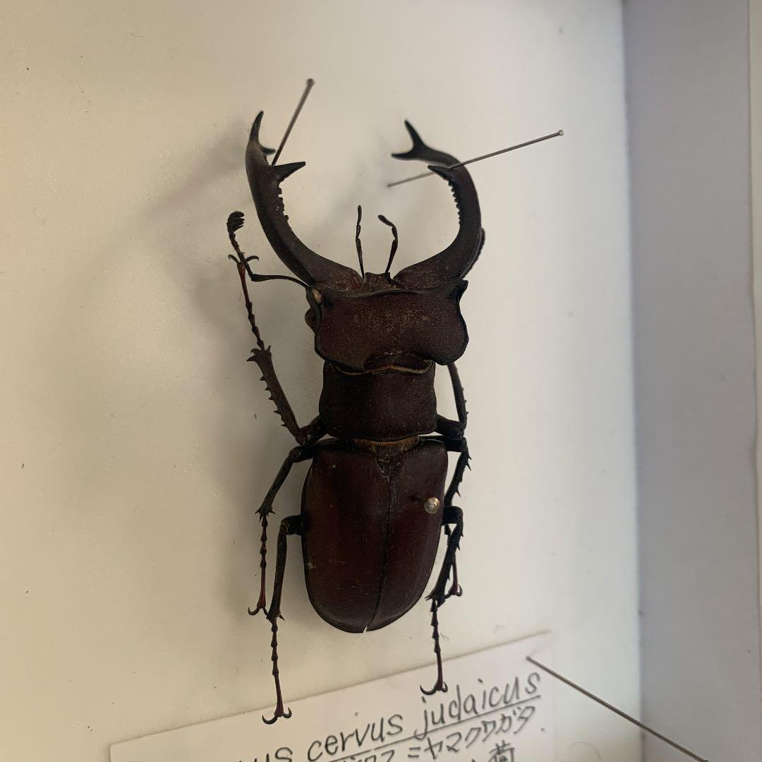 Ｌucanus cervus  judaicus 雄74㍉野外品