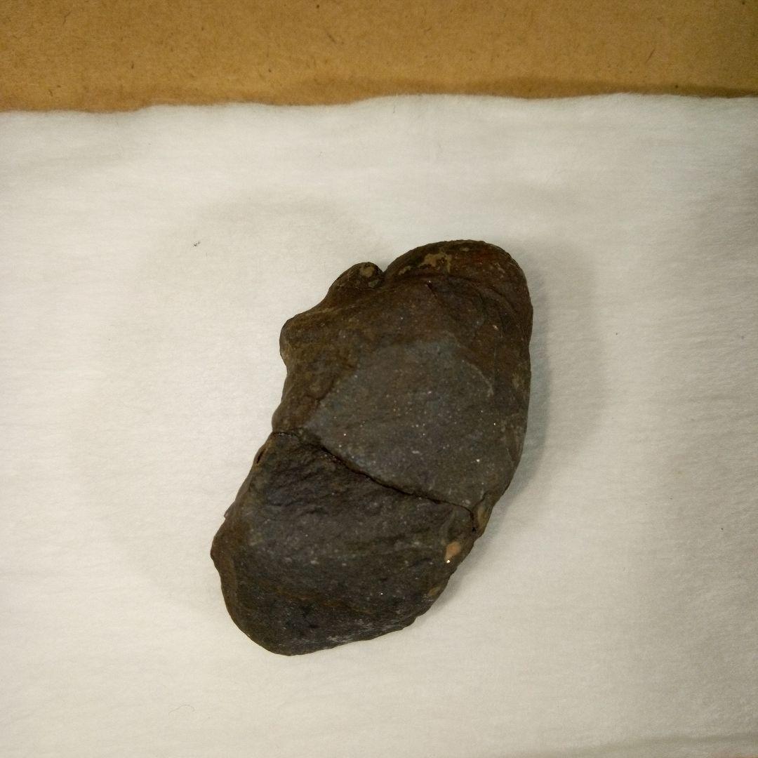 三葉虫　化石　三葉虫化石　究極のレトロ　fossil　ボリビア産　化石管理番号④