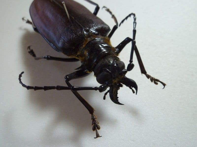 【外国産カミキリ標本】ウスバカミキリ♀/南インド産/92mm