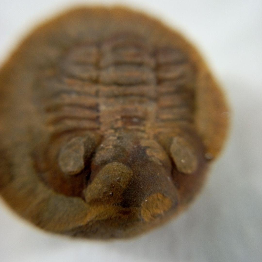 三葉虫　化石　三葉虫化石　究極のレトロ　fossil　ボリビア産　化石管理番号⑥