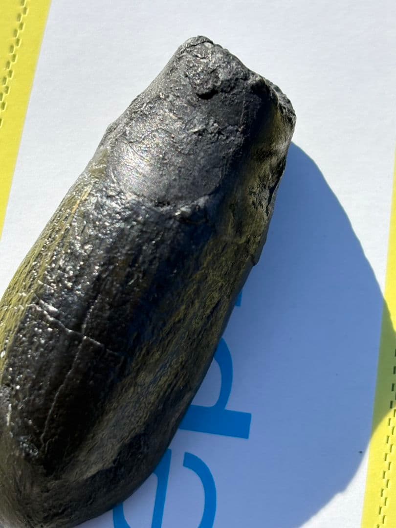 Camarasaurus 化石 後期ジュラ紀 モリソン層