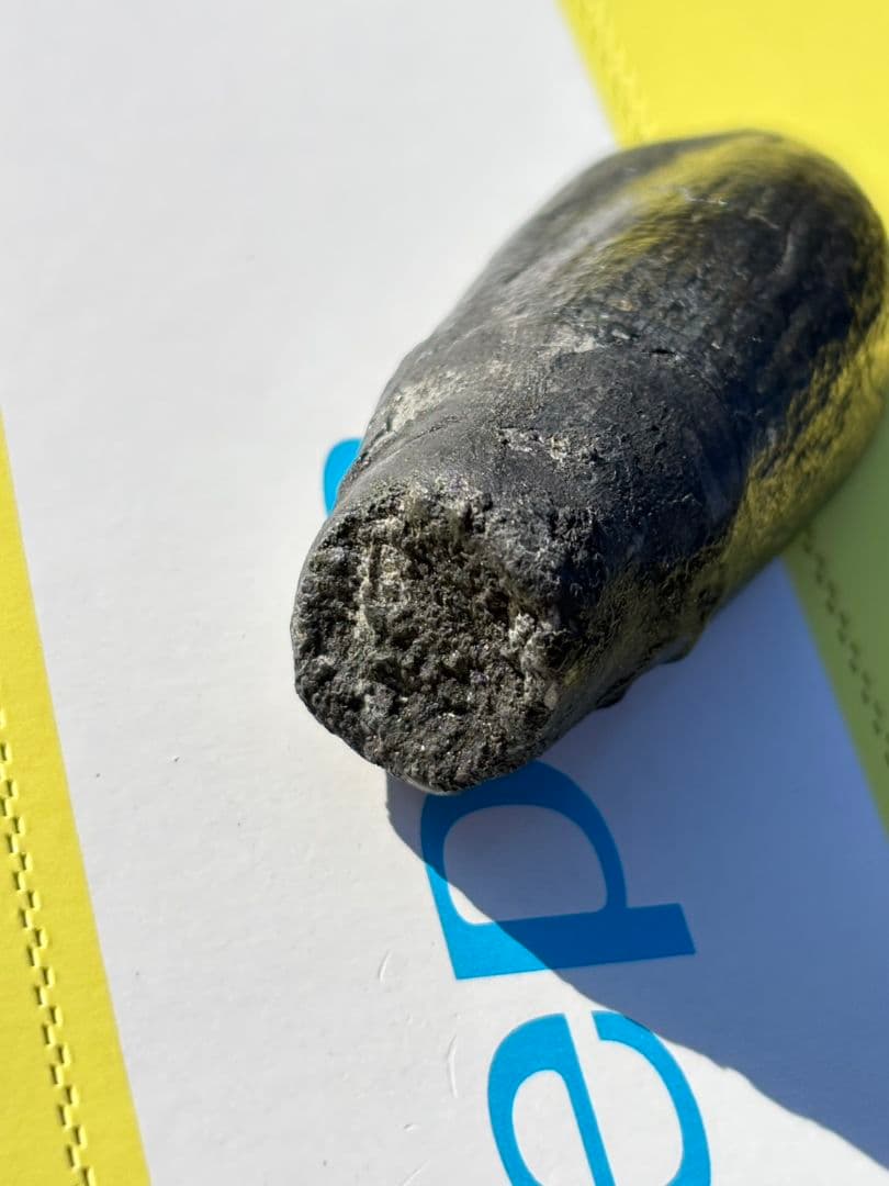 Camarasaurus 化石 後期ジュラ紀 モリソン層