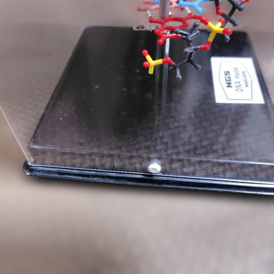 HGS DNA model MARUZEN　二重螺旋モデル　丸善