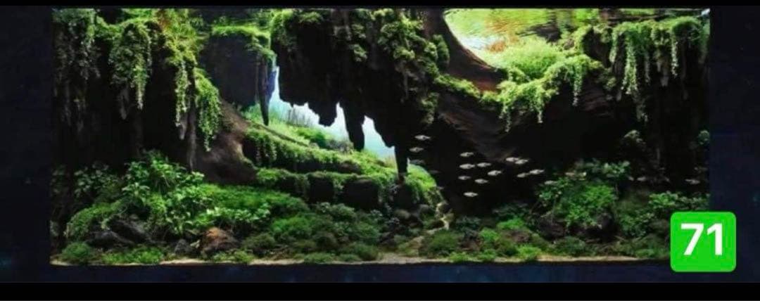 盆栽流木　　水草用の 流木。流木アクアリウム　パルダリウム　マシンガンウッド