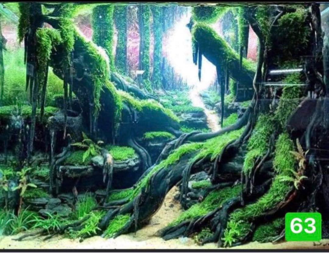 盆栽流木　　水草用の 流木。流木アクアリウム　パルダリウム　マシンガンウッド