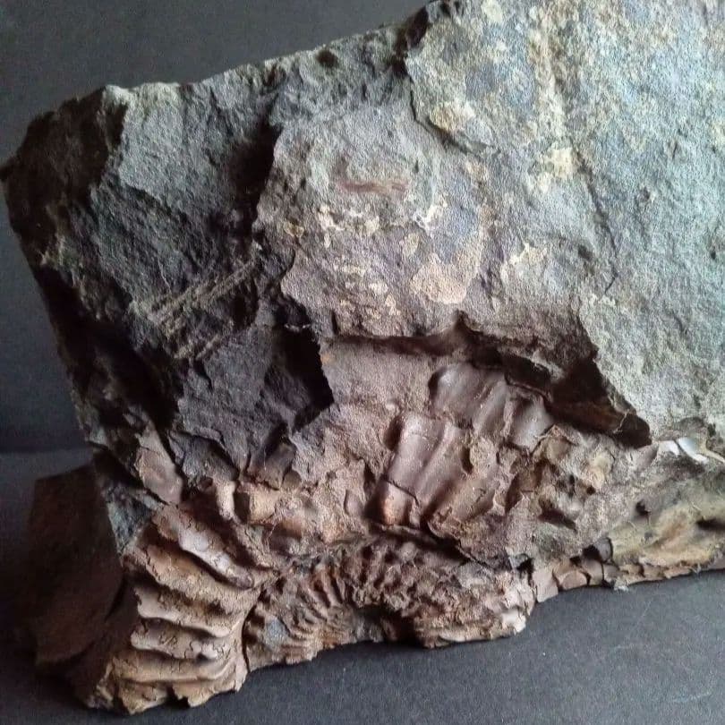 九州産　アンモナイト　プロテキサナイテス　超特大　希少　博物館展示級