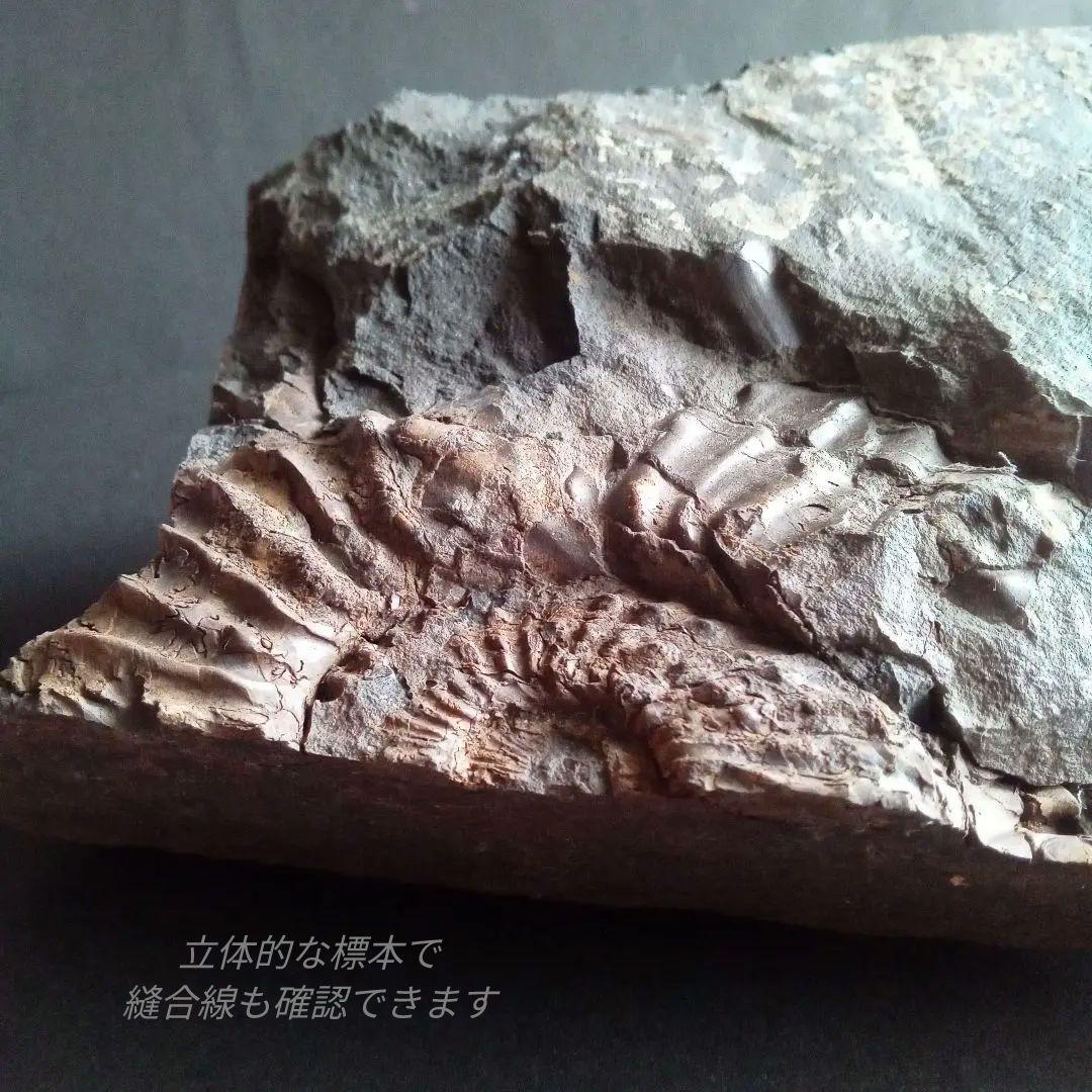 九州産　アンモナイト　プロテキサナイテス　超特大　希少　博物館展示級