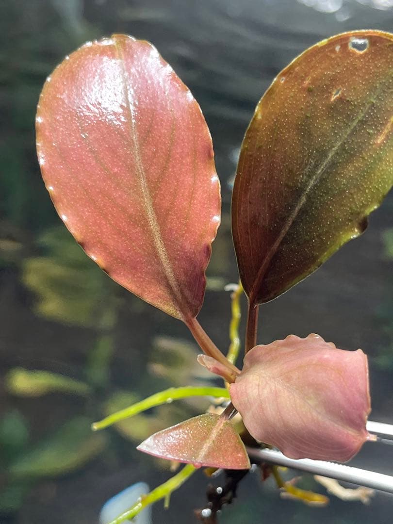 水草 Bucephalandra sp Red Ulysses