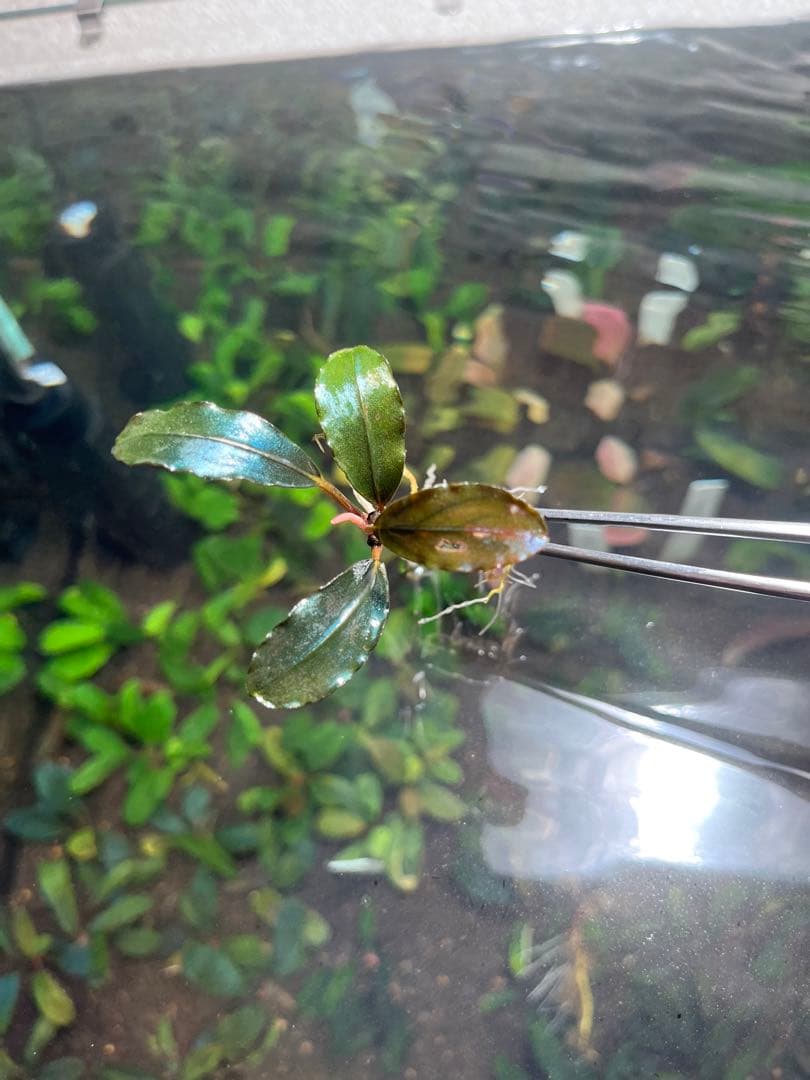 水草 Bucephalandra sp Red Ulysses