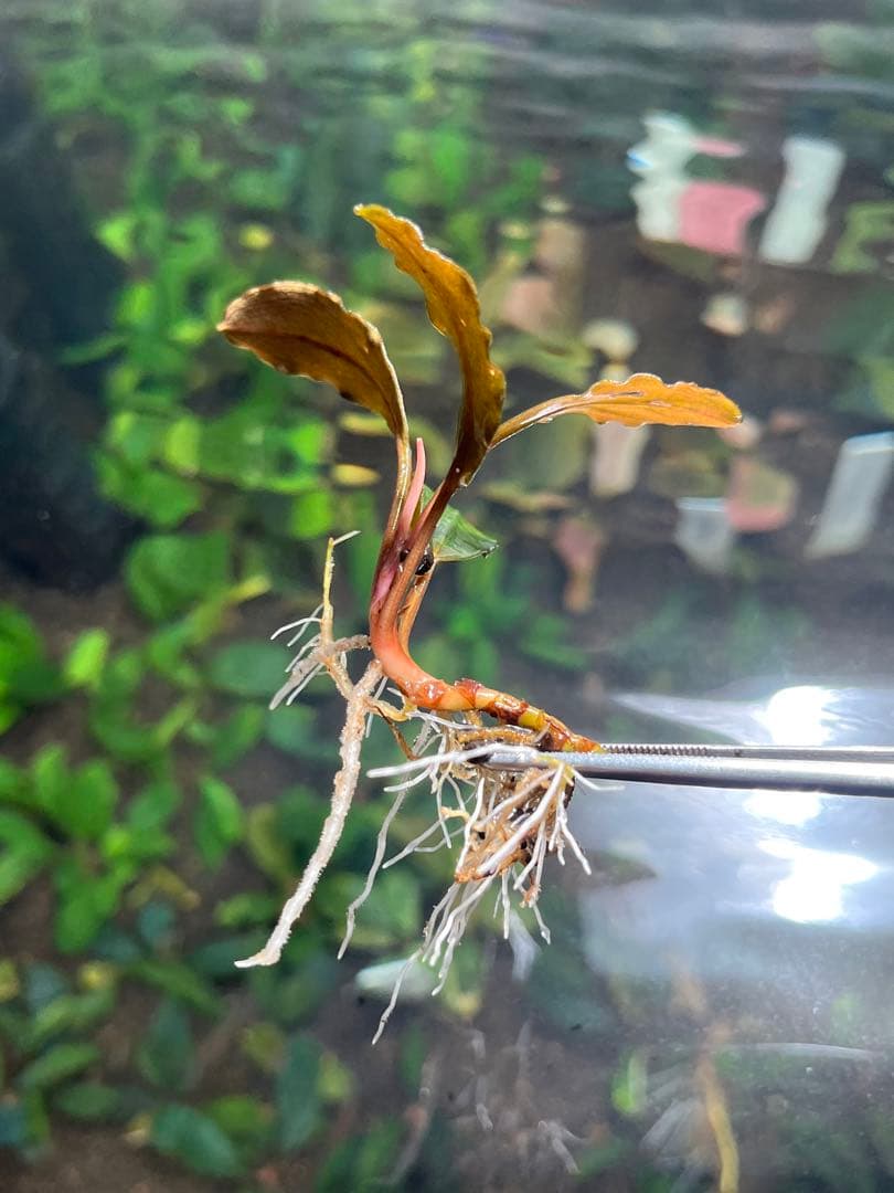 水草 Bucephalandra sp Red Ulysses