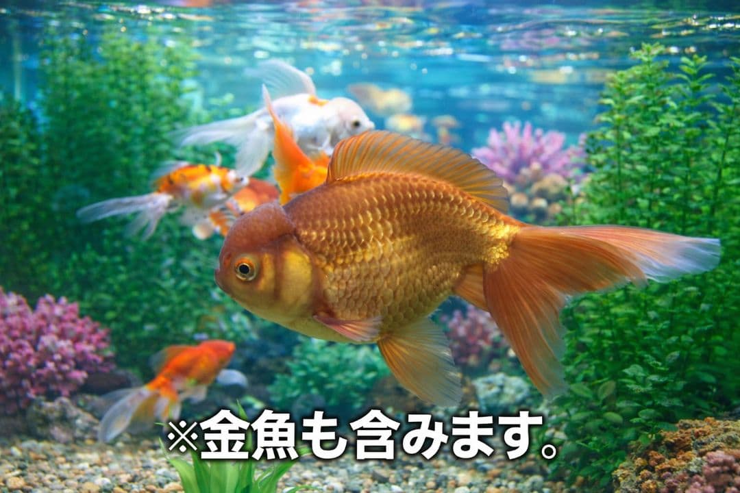 水槽フルセット 東京都内限定無料配送 翌日発送